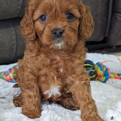 Kayla/Cavapoo									Puppy/Female	/8 Weeks,Hi there! Meet our precious little girl, miss Kayla. She is a beautiful Cavapoo puppy with a beautiful coat of soft, wavy hair! Her mom is a Cavalier and dad is a mini poodle with a dark coat of red hair. Kayla will be between 10 and 15lbs fully grown. She has a super sweet temperament and is sure to wag her way right into your heart:) she will be available to her new home on February 26th. She is a very happy and healthy little gal!