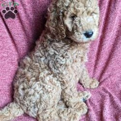 Chance/Standard Poodle									Puppy/Male	/December 27th, 2023,Chance is a snuggle pup. He loves to play but also loves to snuggle on the couch. He especially loves belly rubs. 