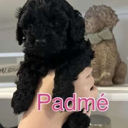 Adopt a dog:Beautiful Toy cavoodle puppies. Ready for their forever loving homes. /Poodle (Toy)/Female/Younger Than Six Months,Toy cavoodle puppies.8 weeks old. Ready for their new homes now.Padme- black female. Soft, wavy, fleece coat- $2300- available.Poe- black male. Soft, wavy, fleece coat, with small white marking on chin-$2300- available.Aalaya- Ruby red and white female. Soft, wavy, fleece coat- SOLDHumphrey- ruby red male. Soft, curly coat- SOLDMother- chocolate toy poodle. DNA clear with Orivet. 4.5 kgs.Father- ruby red and white Theodore cavoodle. 5 kgs. DNA clear.Puppies raised in family home. Non-shedding coats. Hypoallergenic. Handled and socialised well ready for their new forever homes.Puppies will be vaccinated, vet checked, microchipped, and wormed.Puppies come with a puppy pack with everything needed to help them settle into their new homes.Both parents DNA cleared. Healthy, happy and much loved family petsRegistered breeder.
