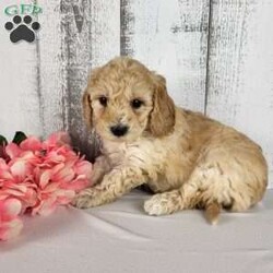 Oscar/Mini Goldendoodle									Puppy/Male	/10 Weeks,I am a F1b mini Goldendoodle. Born on Dec 5th and will be available Jan 30th. I am well loved and socialized. My Mother is a 40lb Goldendoodle and my Father is a 7lb mini poodle. The father is clear on all genetic disorders. I am expected to be 15 to 25 lbs! I will be up to date on shots and wormer and micro chipped . I will be vet checked at Mount Vernon Animal Hospital. Contact today to reserve me!