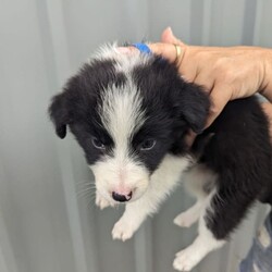 Pure breed border collie puppies for sale/Border Collie/Both/Younger Than Six Months,8 Beautiful pure breed border collie puppies for sale. Parents are fully DNA Tested and cleared of all diseases known to border collies. We have 5 female and 3 male puppies available the females are in the first 5 photos and the males are in the last 3. I am a registered breeder with MDBA member number is 31150. Puppies have been wormed at 2,4,6,8 weeks and will be microchipped, have first vaccination and be vet checked at. 8 weeks old. Will be ready for there forever homes on 7/03/24.Female Merle is $2500BW female pink collar $1800BW female orange collar $1800BE female red collar $1800BW female yellow collar $1800BW male green collar $1500BW male light blue collar $1500BW male dark blue collar $1500