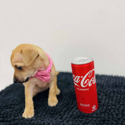 Pure breed puppy chihuahua/Chihuahua (Smooth Coat)/Female/Younger Than Six Months,3 pure breed chihuahuaMom is only 2.7kiloDad is only 3.2 kiloIntroducing three captivating Chihuahuas, each a delightful blend of beauty, brains, and affection, ready to enchant their way into your forever home.With their sleek, smooth coats and keen intellect, they're a breeze to train, promising to be the perfect companions for life's adventures. Raised in the loving embrace of a family environment, they're well-acquainted with cuddles and playtime, making them the ultimate cuddle buddies.Plus, they come fully vet-checked, vaccinated, and wormed, ensuring their health and happiness. Don't miss out on the opportunity to welcome these irresistible sweethearts into your family—they're just waiting to bring endless joy and love into your life.My RPBA Member Number Is: 14112