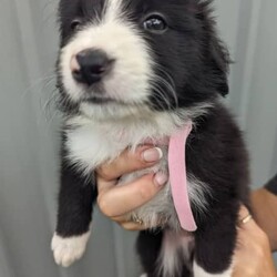 Pure breed border collie puppies for sale/Border Collie/Both/Younger Than Six Months,8 Beautiful pure breed border collie puppies for sale. Parents are fully DNA Tested and cleared of all diseases known to border collies. We have 5 female and 3 male puppies available the females are in the first 5 photos and the males are in the last 3. I am a registered breeder with MDBA member number is 31150. Puppies have been wormed at 2,4,6,8 weeks and will be microchipped, have first vaccination and be vet checked at. 8 weeks old. Will be ready for there forever homes on 7/03/24.Female Merle is $2500BW female pink collar $1800BW female orange collar $1800BE female red collar $1800BW female yellow collar $1800BW male green collar $1500BW male light blue collar $1500BW male dark blue collar $1500