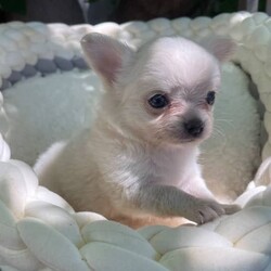 Chihuahua puppies/Chihuahua (Long Coat)/Both/Younger Than Six Months,Chihuahua puppies born on the 10.12.23White/cream long coat males available $20001 female now available $2500Have been vet check, vaccinated, microchipped, wormed and flea treated.Ready to go to new homes after the 4th of February 