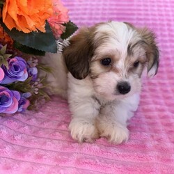 ♥️1 LEFT Morkies Available and 1 beautiful Pedigree Yorkie /Yorkshire Terrier/Both/Younger Than Six Months,