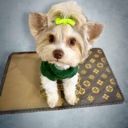 ♥️1 LEFT Morkies Available and 1 beautiful Pedigree Yorkie /Yorkshire Terrier/Both/Younger Than Six Months,