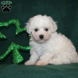Tiny Liberty/Bichon Frise									Puppy/Female	/8 Weeks,Meet Liberty a tiny Bichon Frise who is expected to mature between 8-10lbs! This pocket book baby is up to date on shots and dewormer and will be vet checked prior to leaving! She comes with 30 days of free pet insurance to most adopters and a 1 year genetic health guarantee! Her grandfather won best in show in 2019, and she knows she is offspring of the best. If you are looking for a little princess to snuggle and spoil contact us today! 