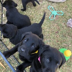 Purebred Labrador puppies/Labrador Retriever/Male/Older Than Six Months,DNA tested Purebred LabradorsAll puppies will be:VaccinatedMicrochippedVet checkedWormed every 2 weeksFlea treatedCheck out our Parrabel park Labradors Facebook page to see our beautiful puppies as they grow and you can also see our previous litter and feed back from them. They were very well behaved calm puppies, They would come and sit at your feet to greet you.Both parents are Hip and elbow scored/x-rayed with exceptional results and Dna / Genetic health screened. They have been tested for hereditary diseases and will not be affected.The parents Dna test also proves they are purebred Labradors. They have been bred for their quality and their beautiful temperaments. I try to breed the best family member I can 