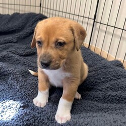Adopt a dog:Willow's Puppy #3/Catahoula Leopard Dog/Female/Baby,Meet WILLOW’s Puppy #3!

WILLOW is a 70 lb Catahoula Leopard Dog mix. Her baby daddy is a large Great Pyrenees mix. These puppies are going to grow up to be between 75 - 100 lbs.

Puppies 1-6 were born on January 18th, 2024. Puppies 7 & 8 were born during the early hours of January 19th.

Puppies 1, 2, 4, 5, 7 & 8 are males.  Puppies 3 & 6 are the only females.

These puppies are going to be very large are will need active families and preferably large fenced yards to run around in as well as daily walks and playtime.  

They are very friendly and playful and are being socialized with children, including a toddler. But, due to the fact that they will soon be much larger, we prefer homes without small children simply because of the risk of the child getting knocked over.

The puppies are great with each other, but would probably do best in homes with larger dogs that will welcome and be able to handle their shenanigans.  If you have small or elderly dogs or cats please consider whether they will want to be terrorized by a giant puppy.  

Please note that if you adopt one of these puppies you will need to agree to mandatory obedience training and pet insurance, so please look into both now so you can inform us where they will attend puppy school and which insurance plan you will be acquiring. 

Additionally, please read up on the Catahoula and Great Pyrenees breeds.  Catahoula’s are playful and fun family dogs, but they are also working dogs. The Great Pyrenees was bred to guard sheep in the mountains. They are generally affectionate and gentle, but if the need arises they can become protective and territorial. They do best with a structured routine, but socialization is extremely important. As a puppy they must be exposed to as many new people, places and situations as possible. This is why training is an absolute must. And adopters must have patience, because the Great Pyrenees can be a bit stubborn...

Bottom line, both the Catahoula and the Great Pyrenees are working dogs and will need mental and physical stimulation to .  We cannot stress this enough. They are super cute and super sweet, but they are not appropriate for everyone, especially as they grow into very large adult dogs.  

The puppies will turn 8 weeks old on Thursday, March 14th.  Adoption showings will begin with approved applicants on Saturday, March 16th at our shelter in Dayville, CT.  The next showings will be held on Saturday, March 23rd.

To be considered you must submit an online application to adopt a dog at https://form.jotform.com/240484724007150 or go to passion4paws.org/adopt.