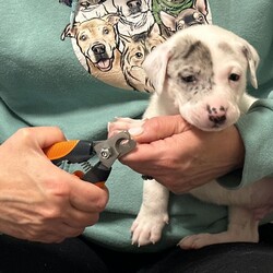 Adopt a dog:Willow's Puppy #7/Catahoula Leopard Dog/Male/Baby,Meet WILLOW’s Puppy #7!

WILLOW is a 70 lb Catahoula Leopard Dog mix. Her baby daddy is a large Great Pyrenees mix. These puppies are going to grow up to be between 75 - 100 lbs.

Puppies 1-6 were born on January 18th, 2024. Puppies 7 & 8 were born during the early hours of January 19th.

Puppies 1, 2, 4, 5, 7 & 8 are males.  Puppies 3 & 6 are the only females.

These puppies are going to be very large are will need active families and preferably large fenced yards to run around in as well as daily walks and playtime.  

They are very friendly and playful and are being socialized with children, including a toddler. But, due to the fact that they will soon be much larger, we prefer homes without small children simply because of the risk of the child getting knocked over.

The puppies are great with each other, but would probably do best in homes with larger dogs that will welcome and be able to handle their shenanigans.  If you have small or elderly dogs or cats please consider whether they will want to be terrorized by a giant puppy.  

Please note that if you adopt one of these puppies you will need to agree to mandatory obedience training and pet insurance, so please look into both now so you can inform us where they will attend puppy school and which insurance plan you will be acquiring. 

Additionally, please read up on the Catahoula and Great Pyrenees breeds.  Catahoula’s are playful and fun family dogs, but they are also working dogs. The Great Pyrenees was bred to guard sheep in the mountains. They are generally affectionate and gentle, but if the need arises they can become protective and territorial. They do best with a structured routine, but socialization is extremely important. As a puppy they must be exposed to as many new people, places and situations as possible. This is why training is an absolute must. And adopters must have patience, because the Great Pyrenees can be a bit stubborn...

Bottom line, both the Catahoula and the Great Pyrenees are working dogs and will need mental and physical stimulation to .  We cannot stress this enough. They are super cute and super sweet, but they are not appropriate for everyone, especially as they grow into very large adult dogs.  

The puppies will turn 8 weeks old on Thursday, March 14th.  Adoption showings will begin with approved applicants on Saturday, March 16th at our shelter in Dayville, CT.  The next showings will be held on Saturday, March 23rd.

To be considered you must submit an online application to adopt a dog at https://form.jotform.com/240484724007150 or go to passion4paws.org/adopt.