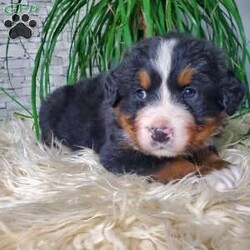Saban/Bernese Mountain Dog									Puppy/Male	/8 Weeks,Hi and welcome to our page! We are glad you are here. Please meet our bernese puppies! They are loads of fun and love attention. We are retired farmers living on a 150 acre farm in the rolling hills of Central Ohio. Our dogs are family pets and have plenty of room to romp and play. We love our puppies and spend plenty of time cuddling each one to make sure they are well socialized! Each puppy will come with akc pre-registration form a health certificate from our certified veterinarian, a shot and dewormer record and a microchip. Also included will be a current bag of puppy food to help your puppy transition well! Please reach out with any further questions!!