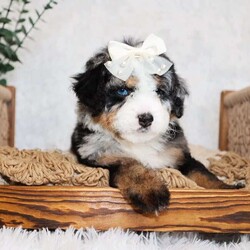 Mulan- multigen/Mini Bernedoodle									Puppy/Female	/9 Weeks,Mulan is a Harlequin Tri Merle Mini Bernedoodle with one blue eye! She is expected to weigh around 20-30lbs full grown! Our pups begin potty training at 6 weeks of age, our early potty training has proved to be very effective! Our babies grow up socializing with children and other animals and are overall very socialized, happy pups. What our pups come home with is listed below
