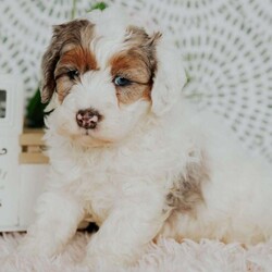 Eldon F2b/Mini Bernedoodle									Puppy/Male	/8 Weeks,Do you love Bernese Mountain dogs but struggle with the heavy shedding then take a look at this puppy. With their poodle hair but Bernese happy personality they are sure to please.