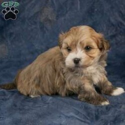 Tyler/Havanese									Puppy/Male	/8 Weeks,Hello! I’m Tyler, a cute, family raised, Havanese puppy that is looking for that special family to join! My ideal family will take me for walks in the park, provide me with yummy treats, rub my cute puppy belly, and give me lots of hugs and kisses. In return, I will provide you with many years of unconditional love! I will come up to date on all shots and dewormings, vet checked and all health records along with a one year genetic health guarantee.