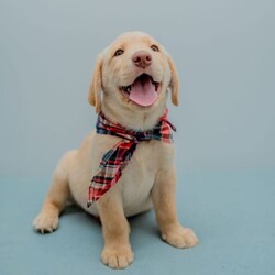 Adorable Golden Purebred Labrador Retriever Puppies/Labrador Retriever/Both/Younger Than Six Months,Adorable Labrador Retriever Puppies Ready for Their Forever Homes! 