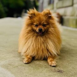 Beautiful Pomeranian for sale/Pomeranian/Male/Older Than Six Months,Ferrero is a well mannered Pomeranian. He is very friendly towards people and other dogs. Ferrero is a purebred Pomeranian weighing around 3.6kg.The perfect dog for everyday activities. He loves to go for walks and just hang out with you.For more information please contact me directly on ******2379 REVEAL_DETAILS 