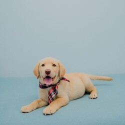 Adorable Golden Purebred Labrador Retriever Puppies/Labrador Retriever/Both/Younger Than Six Months,Adorable Labrador Retriever Puppies Ready for Their Forever Homes! 