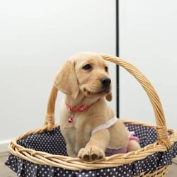 Adorable Golden Purebred Labrador Retriever Puppies/Labrador Retriever/Both/Younger Than Six Months,Adorable Labrador Retriever Puppies Ready for Their Forever Homes! 