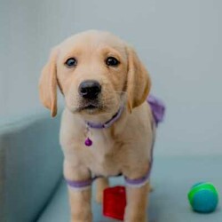 Adorable Golden Purebred Labrador Retriever Puppies/Labrador Retriever/Both/Younger Than Six Months,Adorable Labrador Retriever Puppies Ready for Their Forever Homes! 