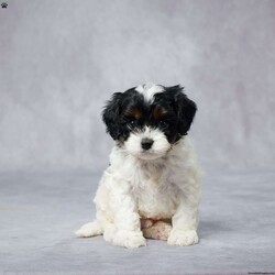 Duke/Cavapoo									Puppy/Male	/6 Weeks,AKC registered / Genetically tested Parents – Happy and healthy – F1 Cavapoo – Up to date on and deworming – Microchipped – 6 month health/1 year genetic guarantees(1yr/2yr if you remain on recommended food)- Full vet examination Call/text/email to schedule a time to come out and visit. We can ship to you, or can meet you at our airport. We can also meet in between if a reasonable distance.