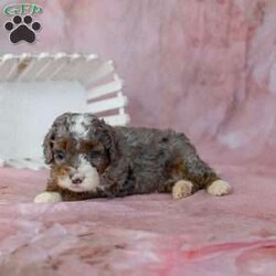 Archie/Mini Bernedoodle									Puppy/Male	/7 Weeks,Everyone wants a perfect puppy. We understand, and will help you find the puppy that is perfect for you!
