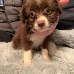 4 beautiful mini xoloitzcuintli mix puppies still available/Xoloitzcuintli mix/Mixed Litter/9 weeks,Reduced…..F2….4 mini xoloitzcuintli mix puppies, 1 boy and 3 girls available now.
Born the 12/01/24

Dad is a mini Mexican hairless ( coated )
Mum is a powderpuff Chinese crested.
Both are my family pets, who live with myself, children and reptiles.

They are fully weened onto solid food with a bit of gravy dog meat and are becoming more active, exploring outside and around the house. Their
Individual characters are just starting to emerge, they have very different personalties and coats.

They are quite a rare breed, they are hypoallergenic due to being a single coat,
They are intelligent, loyal, affectionate. Playful temperament
They are relatively calm and gentle. They require low to moderate exercise needs due to their size.
This breed do require lots of mental stimulation, attention and the powderpuff coat requires regular grooming as their hair can get quite knotted.
The short haired coats don’t require regular grooming, just a bath and a quick comb now and then.

- Fully weaned onto dry food
-Health checked by the vet
-Microchipped
-1st Vaccination with vet card.
- Flead & wormed up-to date
-A life time support from us if wanted
-They will be used to usual noises from around the home (TV, Washing machine etc)
-Blanket with mum & siblings scent on
-Bag of food
-favourite puppy toy.

Puppies are ready to leave now and can be viewed with both parents and siblings

A £50 non refundable deposit is required to reserve your chosen pup.

1 girl and 1boy now sold, purple and Green in the photos.
3 Girls are still available £500 each
1 Boy are available at £475

Any further information/questions please ask.
Thanks