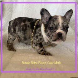 Flower/French Bulldog									Puppy/Female	/January 12th, 2024,Beautiful Happy and Friendly French Bulldog puppies Looking For Our Forever New Loving Families. Daddy and Mommy are here For You Too Vist With. We Come Home with our First Shots And Deworming and Veterinarian Health Certificate and Bag Puppy Food and Small Pet Bed. Call Or Text Anytime Day Or Night. Contact use now these cute puppies will not be available very long. 