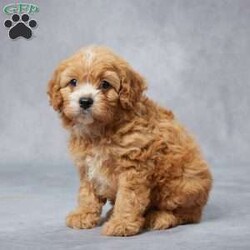Grace/Cavapoo									Puppy/Female	/8 Weeks,AKC registered / Genetically tested Parents – Happy and healthy – F1 Cavapoo – Up to date on and deworming – Microchipped – 6 month health/1 year genetic guarantees(1yr/2yr if you remain on recommended food)- Full vet examination Call/text/email to schedule a time to come out and visit. We can ship to you, or can meet you at our airport. We can also meet in between if a reasonable distance.