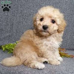 Tojo/Bich-Poo									Puppy/Male	/7 Weeks,Hi, im a Bish-poo puppy. I am looking forward to meeting you! I am up to date with my immunizations, my wormer medications, and I have a Micro-chip so that I can be easily identified if I ever become lost! 