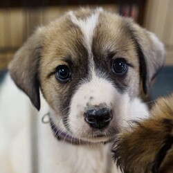 Adopt a dog:Betty/Great Pyrenees/Female/Baby,We have 7 from this litter, 4 males and 3 females. All beautiful and sweet! Their 2 year old mom is also up for adoption!