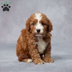 Ike/Cavapoo									Puppy/Male	/7 Weeks,AKC registered / Genetically tested Parents – Happy and healthy – F1 Cavapoo – Up to date on and deworming – Microchipped – 6 month health/1 year genetic guarantees(1yr/2yr if you remain on recommended food)- Full vet examination Call/text/email to schedule a time to come out and visit. We can ship to you, or can meet you at our airport. We can also meet in between if a reasonable distance.