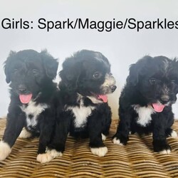 Adopt a dog:Bordoodle Pups First Gen Long Haired Border Collie x Miniature Poodle/Poodle (Miniature)/Both/Younger Than Six Months,Bordoodle Pup AdWe have 7 adorable BORDOODLE puppies for sale, 1 boy and 6 girls (non-shedding). Pups are an First Cross: Mum is a pure bred Long Haired Border Collie and Dad is a purebred Miniature Poodle (Orivet DNA Cleared). Our dogs are healthy and happy, a massive part of our family and have beautiful temperament and personalities. If you are looking for a loving companion or family pet these pups will be perfect for you.Boy 1 ‘Potato’Group Photo Girls Left to Right:Girl 1 ‘Spark’Girl 2 ‘Maggie’Girl 3 ‘Sparkles’Girl 4 ‘Collie’Girl 5 ‘Ziggy’Girl 6 ‘Snowflake’These gorgeous pups have been raised in a loving home. They love children as have been handled by our 3 children from birth. We are looking for excellent homes that will care for and love them. I am a registered breeder, the pups Mum and Dad are our beloved family pets. Mum (photo 8 & 10) weighs 15kg and is 48cms in height (ground to whither), Dad (photo 9) is 43cms ground to whither and weighs 12kgs. THE Pups will be MID SIZE DOGS, expected mature size approximately 12-15 kilos and 45cm at the withers (this represents the mid-point of the dog’s back between the shoulder blades of its front legs)..Our pups have been vet checked, microchipped, wormed every 2 weeks from birth and have had their first vaccination. They were born on 15th January 2024 and will be 8 weeks old and ready for their new homes on MONDAY 11th MARCH 2024.Transportation can be arranged (at buyers’ expense) and we may be able to deliver to SOME AREAS depending upon dates.Bordoodles are very loving, loyal family pets and must be included in your day-to-day life, our puppies are raised in a loving family home with other dogs, cat and children.BIN registered B000942891	RPBA Member number: 1570 Located in INVERELL NSW 2360Before contacting me PLEASE:Fully discuss purchasing the puppy with your family prior to inquiry.Consider timing of collecting puppy suits before initiating contact
