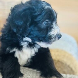 Adopt a dog:Bordoodle Pups First Gen Long Haired Border Collie x Miniature Poodle/Poodle (Miniature)/Both/Younger Than Six Months,Bordoodle Pup AdWe have 7 adorable BORDOODLE puppies for sale, 1 boy and 6 girls (non-shedding). Pups are an First Cross: Mum is a pure bred Long Haired Border Collie and Dad is a purebred Miniature Poodle (Orivet DNA Cleared). Our dogs are healthy and happy, a massive part of our family and have beautiful temperament and personalities. If you are looking for a loving companion or family pet these pups will be perfect for you.Boy 1 ‘Potato’Group Photo Girls Left to Right:Girl 1 ‘Spark’Girl 2 ‘Maggie’Girl 3 ‘Sparkles’Girl 4 ‘Collie’Girl 5 ‘Ziggy’Girl 6 ‘Snowflake’These gorgeous pups have been raised in a loving home. They love children as have been handled by our 3 children from birth. We are looking for excellent homes that will care for and love them. I am a registered breeder, the pups Mum and Dad are our beloved family pets. Mum (photo 8 & 10) weighs 15kg and is 48cms in height (ground to whither), Dad (photo 9) is 43cms ground to whither and weighs 12kgs. THE Pups will be MID SIZE DOGS, expected mature size approximately 12-15 kilos and 45cm at the withers (this represents the mid-point of the dog’s back between the shoulder blades of its front legs)..Our pups have been vet checked, microchipped, wormed every 2 weeks from birth and have had their first vaccination. They were born on 15th January 2024 and will be 8 weeks old and ready for their new homes on MONDAY 11th MARCH 2024.Transportation can be arranged (at buyers’ expense) and we may be able to deliver to SOME AREAS depending upon dates.Bordoodles are very loving, loyal family pets and must be included in your day-to-day life, our puppies are raised in a loving family home with other dogs, cat and children.BIN registered B000942891	RPBA Member number: 1570 Located in INVERELL NSW 2360Before contacting me PLEASE:Fully discuss purchasing the puppy with your family prior to inquiry.Consider timing of collecting puppy suits before initiating contact