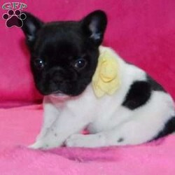 Sophie/French Bulldog									Puppy/Female	/8 Weeks,Hi,My name is Sophie and I’m very excited to run and play in the warm Spring sunshine with my new friends!! Adopt me into your home and I will bless you with sweet, puppy kisses and a sparkling puppyality!!!