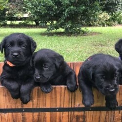 Purebred Labrador puppies/Labrador Retriever/Male/Older Than Six Months,DNA tested Purebred LabradorsAll puppies will be:VaccinatedMicrochippedVet checkedWormed every 2 weeksFlea treatedCheck out our Parrabel park Labradors Facebook page to see our beautiful puppies as they grow and you can also see our previous litter and feed back from them. They were very well behaved calm puppies, They would come and sit at your feet to greet you.Both parents are Hip and elbow scored/x-rayed with exceptional results and Dna / Genetic health screened. They have been tested for hereditary diseases and will not be affected.The parents Dna test also proves they are purebred Labradors. They have been bred for their quality and their beautiful temperaments. I try to breed the best family member I can 