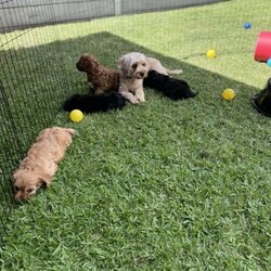 Cavoodle Puppies F2 /Poodle (Miniature)/Both/Younger Than Six Months,Our beautiful Cavoodle babies (2 boys and 1 girl will be ready on the 21st April at 12 weeks old after their first 2 vaccinations.We have raised these babies in our home with children and they have had lots of love and attention. They have been exposed to all of the everyday noises, experienced playing outdoors on the grass, toilet training is going great on the grass mat in their pen and are doing really well with their toileting outside.Both parents have been DNA tested and cleared. Mum is an F1 Cavoodle 6kg, Dad is an F2 Cavoodle 8kg. Both valued and loved members of their families.We will only have our babies go to loving homes and will require a meet and greet to match families with their perfect puppy to add to their loving home.We are Right Paw verified, link below.You can also view our Instagram page which is updated daily with our puppy antics, link below.Please contact via Instagram, Facebook (Nikki Zimny) or email: nik******@******com REVEAL_DETAILS We would love to hear from you and why you would love to add one of our special babies to your family.Puppies will have their first 2 vaccinations, microchip and health check.https://www.instagram.com/ruby_cavoodle_love?igsh=OXBvdmV4MHpzcHph&utm_source=qrhttps://rightpaw.com.au/l/rubys-cavoodles-f2/6e38e2c2-18a5-46e3-bdb9-4f46df04e1e8