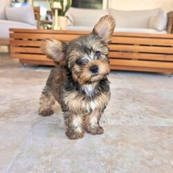 /Yorkshire Terrier/Both/Younger Than Six Months,Absolutely adorable “Yorkie-Poo” pups - Yorkshire Terrier X Toy Poodle - available now. These sweet little pups do not shed hair and are hypoallergenic. They have been training on puppy mats and more recently, on grass.Each pup is vet checked, microchipped, vaccinated, wormed & flea treated.DOB: 27/12/2023Mum is a Toy Poodle weighing 3.5kg & Dad is a Certified Yorkshire Terrier weighing 2kg. Both parents are available for viewing.Pick up from Kentlyn NSW. Please contact Latoia on ******** 509 REVEAL_DETAILS I am also happy to have a video call. Please no time wasters, serious enquiries only.FIND US ON INSTAGRAM @Pupsrus_auMicrochip numbers:941000027951940941000027951941941000027951942941000027951943RPBA #: 10150Puppies are similar size to Silky Terrier, toy poodles, toy cavoodles, Maltese, and pug
