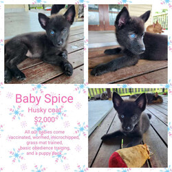 F2 Pomskies, 5 females 9 weeks old /Pomeranian/Female/Younger Than Six Months,Precious PomskiesWould like to introduce our Spice Girls LitterWe have 5 precious girls availablePosh $6,500Ginger $3,500Baby $2,000Scary $1,000Sporty $1,000All our babies come vaccinated, microchipped, wormed, and full health check.BIN 0005605969627Feel free to check out our Facebook page, for photos of our previous litters.https://www.facebook.com/profile.php?id=100088569615890&mibextid=ZbWKwL