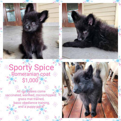 F2 Pomskies, 5 females 9 weeks old /Pomeranian/Female/Younger Than Six Months,Precious PomskiesWould like to introduce our Spice Girls LitterWe have 5 precious girls availablePosh $6,500Ginger $3,500Baby $2,000Scary $1,000Sporty $1,000All our babies come vaccinated, microchipped, wormed, and full health check.BIN 0005605969627Feel free to check out our Facebook page, for photos of our previous litters.https://www.facebook.com/profile.php?id=100088569615890&mibextid=ZbWKwL