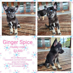 F2 Pomskies, 5 females 9 weeks old /Pomeranian/Female/Younger Than Six Months,Precious PomskiesWould like to introduce our Spice Girls LitterWe have 5 precious girls availablePosh $6,500Ginger $3,500Baby $2,000Scary $1,000Sporty $1,000All our babies come vaccinated, microchipped, wormed, and full health check.BIN 0005605969627Feel free to check out our Facebook page, for photos of our previous litters.https://www.facebook.com/profile.php?id=100088569615890&mibextid=ZbWKwL