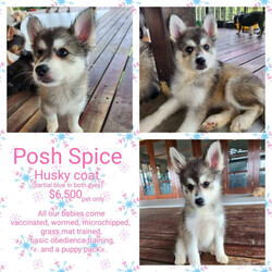F2 Pomskies, 5 females 9 weeks old /Pomeranian/Female/Younger Than Six Months,Precious PomskiesWould like to introduce our Spice Girls LitterWe have 5 precious girls availablePosh $6,500Ginger $3,500Baby $2,000Scary $1,000Sporty $1,000All our babies come vaccinated, microchipped, wormed, and full health check.BIN 0005605969627Feel free to check out our Facebook page, for photos of our previous litters.https://www.facebook.com/profile.php?id=100088569615890&mibextid=ZbWKwL