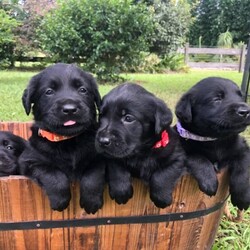 Purebred Labrador puppies/Labrador Retriever/Male/Older Than Six Months,DNA tested Purebred LabradorsAll puppies will be:VaccinatedMicrochippedVet checkedWormed every 2 weeksFlea treatedCheck out our Parrabel park Labradors Facebook page to see our beautiful puppies as they grow and you can also see our previous litter and feed back from them. They were very well behaved calm puppies, They would come and sit at your feet to greet you.Both parents are Hip and elbow scored/x-rayed with exceptional results and Dna / Genetic health screened. They have been tested for hereditary diseases and will not be affected.The parents Dna test also proves they are purebred Labradors. They have been bred for their quality and their beautiful temperaments. I try to breed the best family member I can 
