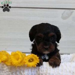 Sage/Cavapoo									Puppy/Female	/5 Weeks,To contact the breeder about this puppy, click on the “View Breeder Info” tab above.