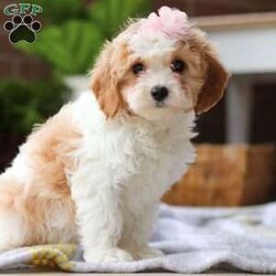 Felicia/Cavapoo									Puppy/Female	/10 Weeks,Introducing Felicia, an irresistible adorable Cavapoo puppy looking for her forever home! With fluffy fur that’s as soft as a cloud and eyes that sparkle with curiosity, this little bundle of joy is ready to fill your home with joy. Our sweet baby has a heart full of love and a playful spirit that will fill your home with laughter. Whether cuddled up on the couch or exploring the great outdoors, this charming pup is ready to bring endless joy and companionship to the lucky family that opens their hearts to its boundless affection. The Poodle in this puppy is known it’s intelligence and trainability while the Cavalier is popular for its calm and sweet temperament. This results in an even tempered, super smart little puppy! Our puppies come from a loving and well cared for home we spend ample amount of time with them making sure they are well socialized, this makes for a smooth transition from our home to yours. Each one of our puppies come with their first vet exam already complete, up to date on necessary vaccines and dewormer, and our one-year health guarantee. If you would like to schedule a visit with one of the babies or have any more questions, please contact me via call or text, thanks! Lori Barkman 