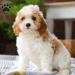 Felicia/Cavapoo									Puppy/Female	/10 Weeks,Introducing Felicia, an irresistible adorable Cavapoo puppy looking for her forever home! With fluffy fur that’s as soft as a cloud and eyes that sparkle with curiosity, this little bundle of joy is ready to fill your home with joy. Our sweet baby has a heart full of love and a playful spirit that will fill your home with laughter. Whether cuddled up on the couch or exploring the great outdoors, this charming pup is ready to bring endless joy and companionship to the lucky family that opens their hearts to its boundless affection. The Poodle in this puppy is known it’s intelligence and trainability while the Cavalier is popular for its calm and sweet temperament. This results in an even tempered, super smart little puppy! Our puppies come from a loving and well cared for home we spend ample amount of time with them making sure they are well socialized, this makes for a smooth transition from our home to yours. Each one of our puppies come with their first vet exam already complete, up to date on necessary vaccines and dewormer, and our one-year health guarantee. If you would like to schedule a visit with one of the babies or have any more questions, please contact me via call or text, thanks! Lori Barkman 