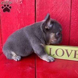 Bubba/French Bulldog									Puppy/Male	/7 Weeks, Bubba is a handsome little blue tan Akc registered frenchy puppy! Amazing quality! Super flat nose compact and chunky! Family raised and well socialized! Up to date with all shots and dewormings! Comes with a health guarantee! Delivery available! Contact us today to get your new family member!
