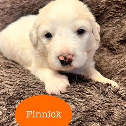 Adopt a dog:Finnick/Great Pyrenees/Male/Baby,Everyone please meet the fluffiest of fluffs - Finnick! 

Finnick is a 12 week old Great Pyrenees mix! His mom, Flora, was rescued just in the nick of time and was able to have her fluffy litter of puppies in the comfort of a nice foster home. Because of that, Finnick has been well taken care of since birth by both his wonderful furry mom and his human foster mom. Finnick is both loving and cuddly, but does have quite a lot of energy and would benefit from having both a fence and a playmate whether that be a dog, cat, or child who will shower him in all the love and attention he deserves!

Whoever adopts this cloud puff, they have to be dedicated to helping Finnick through his puppy stage and help him grow into the perfect young furball we know he can be! Because of this and because he is part pyr, Finnick would do best with an adopter that is familiar with owning a dog and all that comes with it!

If you are interested in adopting Finnick, please apply online, at https://bigfluffydogs.com/adopt/adoption-application/and email paige@bigfluffydogs.com!

___________________________________________________________________________________ 

Our main website, www.bigfluffydogs.com has more information about us and the rescue process. 

NOTE TO EMAILERS FROM PETFINDER: WE DO NOT RESPOND TO EMAIL INQUIRIES WITHOUT AN APPLICATION. WE REGRET WE CANNOT RESPOND TO EVERY EMAIL, BUT UNLESS YOU FILL OUT AN APPLICATION, WE DO NOT KNOW YOU EXIST. 

All known information about an individual dog is provided in its listing. We do our best to provide accurate information, but adopters should understand that each home is different and the dog may behave differently in a new home. Dogs are creatures of their environment and you help make the dog what it will be. Homes considering adopting a puppy must be prepared for 1.) Flexible schedules for potty training. Puppies can only hold it for one hour per month of age (i.e. a 4-month-old puppy can only go 4 hours without a potty break). 2.) Crate training until the puppy is at least one year old to prevent chewing on inappropriate things when you can't supervise. 3.) Socialization.  The more positive and varying experiences as a puppy the better, both in and out of your home. 4.) Puppy behavior and life stages are equivalent to a human toddler. It takes at least a full year to have a calmer, well-adjusted dog. Patience is required and when your dog's behavior is a positive experience for you and those around you, your patience will be rewarded ten-fold, for years to come.  Please do not consider adopting a puppy if you have not thoroughly thought through the pros and cons of having one. So many people end up returning them after 3-5 months because they didn't realize the amount of work involved in raising a puppy.  Patience, appropriate toys, socialization, and obedience training are all musts. All are time-consuming and can be expensive. All dogs require supervision with children and obedience training. Adopters that want to have good dogs must be prepared to put the time and effort into training a dog. Any dog requires work and effort, but a well trained, well-socialized dog is more than worth the effort to get them there.