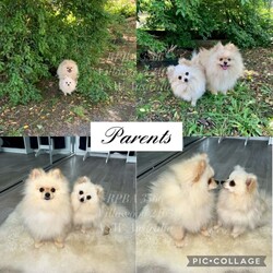 PUREBRED TEACUP SIZED POMERANIAN /Pomeranian/Female/Younger Than Six Months,Hey everyone! We are excited to announce we have one last female Miniature Teacup Sized Purebred Pomeranians.These angels are bred with quality, perfectly healthy (DNA tested), very small sized and light weight parents ensuring that the puppies are guaranteed to grow up to be very tiny, small enough to fit in a handbag like their Mum. We anticipate their average weights to be between 1.5-2.5 kilograms as per previous litters in the past. Mum is only sitting at 2 kilograms where as dad is sitting at 3 kilograms as shown in photos.They were born on the 01st of October 2023 so that'll be the day to celebrate their little birthday 