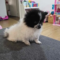 Pure breed pomeranian puppies/Pomeranian/Both/Younger Than Six Months,Stunning Purebred Pomeranian Female and Male Puppy for sale.We are experienced responsible breeders.Our cute puppies is raised in a very loving family environment and are very well socialised and active.Our stunning puppies are available to leave to their new home now,will come vaccinated, wormed, vet checked and microchipped.Both parents have been DNA tested and both parents are certified and clear of a hereditary genetic disease.Our puppies are raised with love and care, as part of our family. It would be fantastic if you could tell us a bit about your self before coming to see the puppy.DOB: 08/11/2023Colour: Fawn and whiteSex: MaleD.O.B: 08/11/2023Colour: Balck and white Sex: Female 