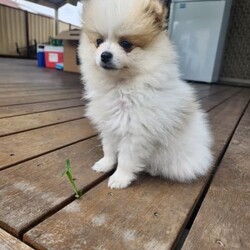 Pure breed pomeranian puppies/Pomeranian/Both/Younger Than Six Months,Stunning Purebred Pomeranian Female and Male Puppy for sale.We are experienced responsible breeders.Our cute puppies is raised in a very loving family environment and are very well socialised and active.Our stunning puppies are available to leave to their new home now,will come vaccinated, wormed, vet checked and microchipped.Both parents have been DNA tested and both parents are certified and clear of a hereditary genetic disease.Our puppies are raised with love and care, as part of our family. It would be fantastic if you could tell us a bit about your self before coming to see the puppy.DOB: 08/11/2023Colour: Fawn and whiteSex: MaleD.O.B: 08/11/2023Colour: Balck and white Sex: Female 